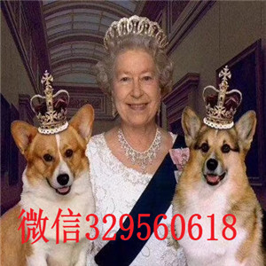 闵行哪里有卖柯基犬柯基多少钱一只三通柯基犬