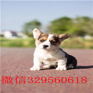 宝山哪里有卖柯基犬短毛小型犬柯基宝宝三通大