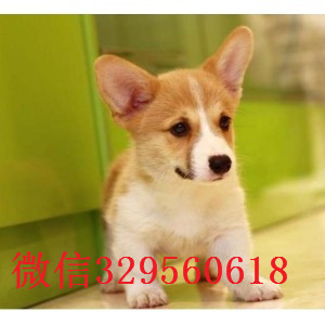 崇明哪里有卖柯基犬柯基多少钱一只柯基犬幼犬