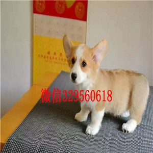 白城哪里有柯基犬卖短毛小型犬柯基宝宝精品威