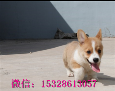 临夏哪里有柯基犬出售柯基犬幼犬多少钱双血统