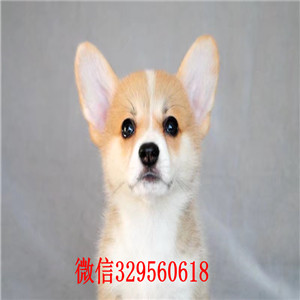 焦作柯基犬多少钱威尔士柯基犬双血统柯基犬柯基犬图片