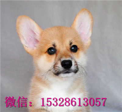 襄樊哪里有纯种柯基犬卖柯基犬幼犬多少钱带血