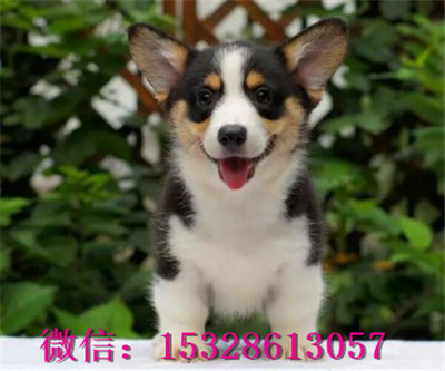 铜川哪里有柯基犬出售柯基犬多少钱一只三色柯