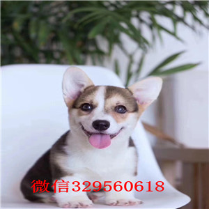 铁岭柯基犬多少钱威尔士柯基犬柯基犬出售柯基