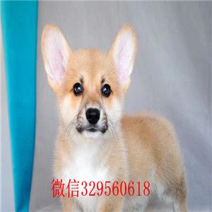 抚顺柯基犬犬舍短腿柯基犬柯基犬长大多大柯基