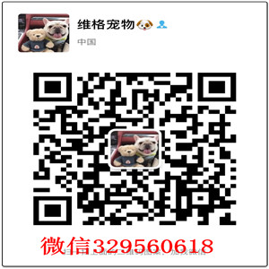 ?？谀睦镉新羲禄?通鼻线大围脖三色柯基