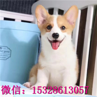 沈阳1哪里的柯基犬便宜威尔士柯基犬多少钱三