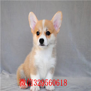 锡林郭勒柯基犬多少钱短腿柯基犬赛级柯基犬出