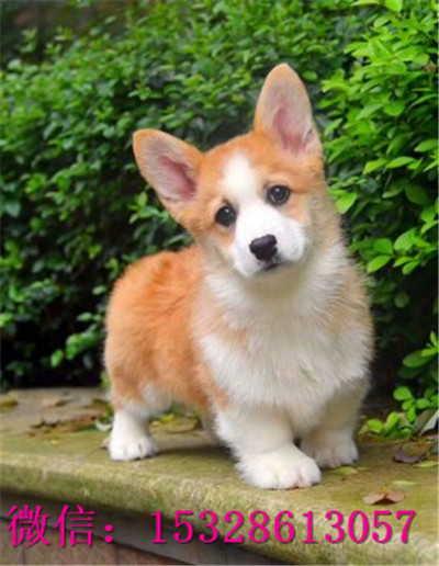 黄石哪里有纯种柯基犬卖柯基犬多少钱一只正宗