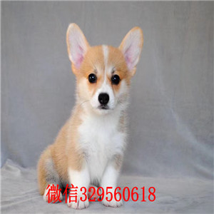 信阳柯基犬出售双色柯基犬柯基犬长大多重柯基