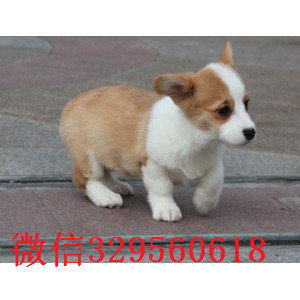 濮阳哪里有出售柯基犬的大围脖双色三色均有纯