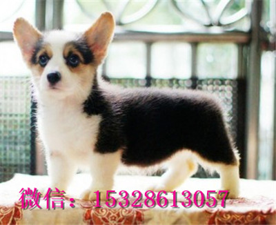 黑河哪里有纯种柯基犬卖赛级柯基犬价格三色柯