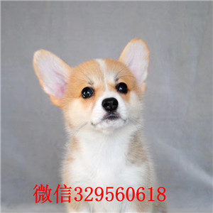 黔西南柯基犬出售纯种柯基犬出售柯基犬长大多