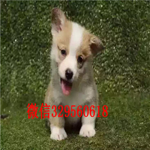 巴音郭楞哪里有出售柯基犬的柯基犬图片纯种柯