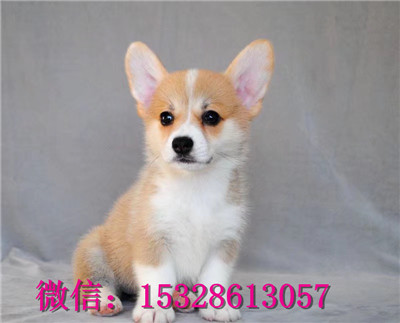 延安哪里有柯基犬出售柯基犬多少钱一只带血统