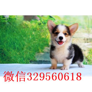 黑河哪里有出售柯基犬的哪里有双血统柯基犬威