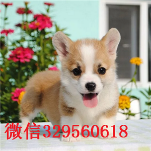  铁岭柯基犬出售  柯基多少钱一只  双色柯基