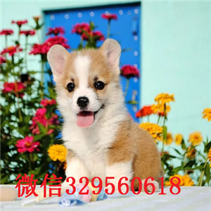   黑龙江黑河柯基多少钱 黑龙江黑河哪里有卖