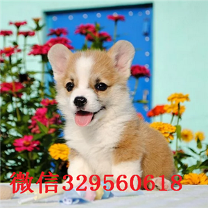  哪里有卖双色柯基双血统柯基威尔士小短腿柯