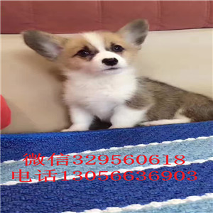  周口哪里卖柯基幼犬 双血统赛级柯基 双色三