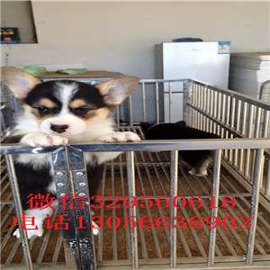  长治本地哪里有纯种的柯基三色柯基犬出售柯