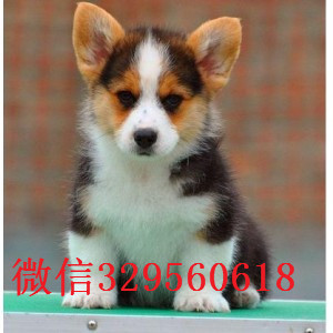 东营哪里有柯基卖三色柯基多少钱柯基图片威尔