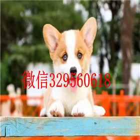  青岛哪里卖纯种柯基犬纯种柯基多少钱一只双