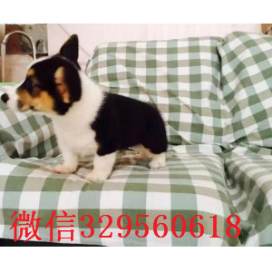 青岛哪里能买到柯基柯基犬多少钱柯基狗场专业