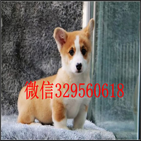  濮阳哪里能买到柯基犬双血统柯基犬处说柯基