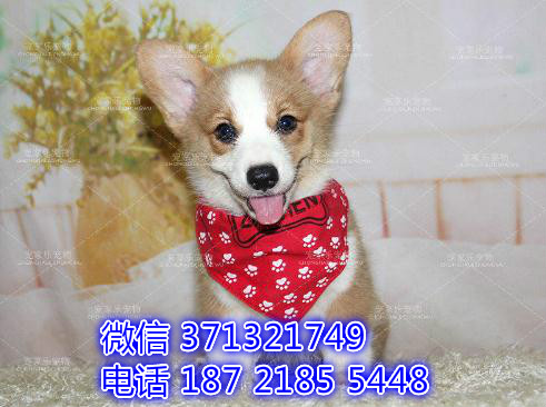 柯基犬出售 成都柯基犬 成都犬舍出售柯基犬狗