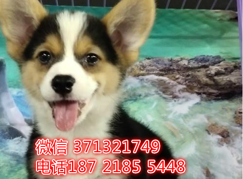 青岛犬舍出售柯基犬幼犬，小型犬柯基狗狗 特价