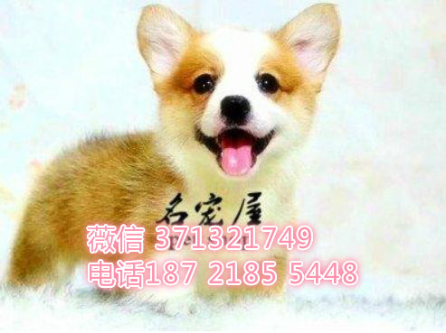 柯基犬出售棕色小型犬，短腿柯基，长沙犬舍繁殖