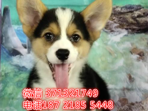 青岛犬舍出售柯基犬幼犬，小型犬柯基狗狗 特价