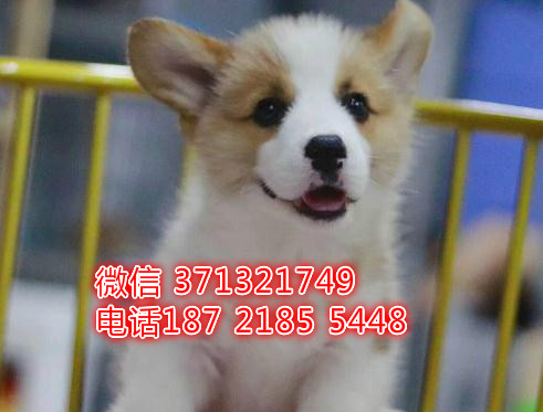 武汉柯基犬出售纯种，活泼柯基，黄白色柯基狗狗