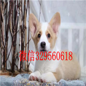  驻马店哪里有柯基出售纯种柯基多少钱一只柯