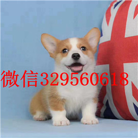  沈阳哪里能买到柯基犬柯基多少钱三通大围脖