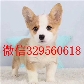  海口哪里能买到柯基犬双血统柯基犬处说小短