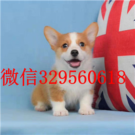  沈阳哪里能买到柯基犬柯基多少钱三通大围脖柯基出售柯基幼犬 小短腿