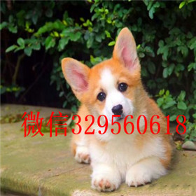  沈阳哪里能买到柯基犬柯基多少钱三通大围脖柯基出售柯基幼犬 小短腿