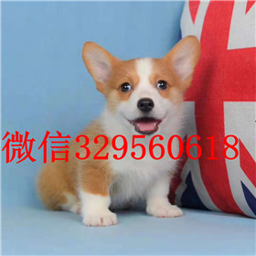  周口哪里能买到柯基犬带证书的柯基犬三色柯