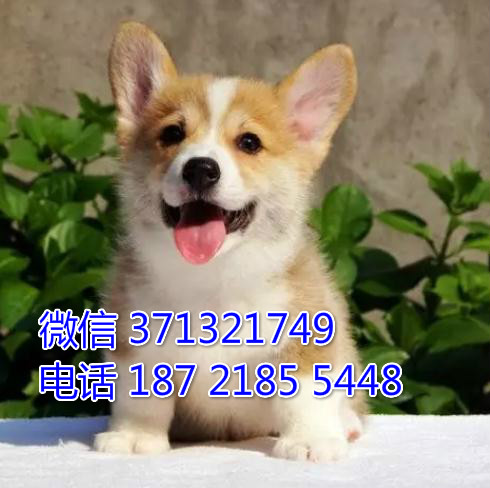 柯基犬出售纯种，小型犬柯基狗狗 品相好 可以自