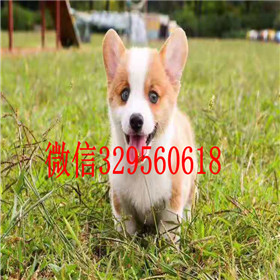  大连哪里能买到柯基犬柯基多少钱犬舍出售纯种柯基犬柯基犬掉毛吗