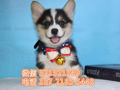 海口柯基出售一窝小型犬黄白色柯基 ，精品柯基