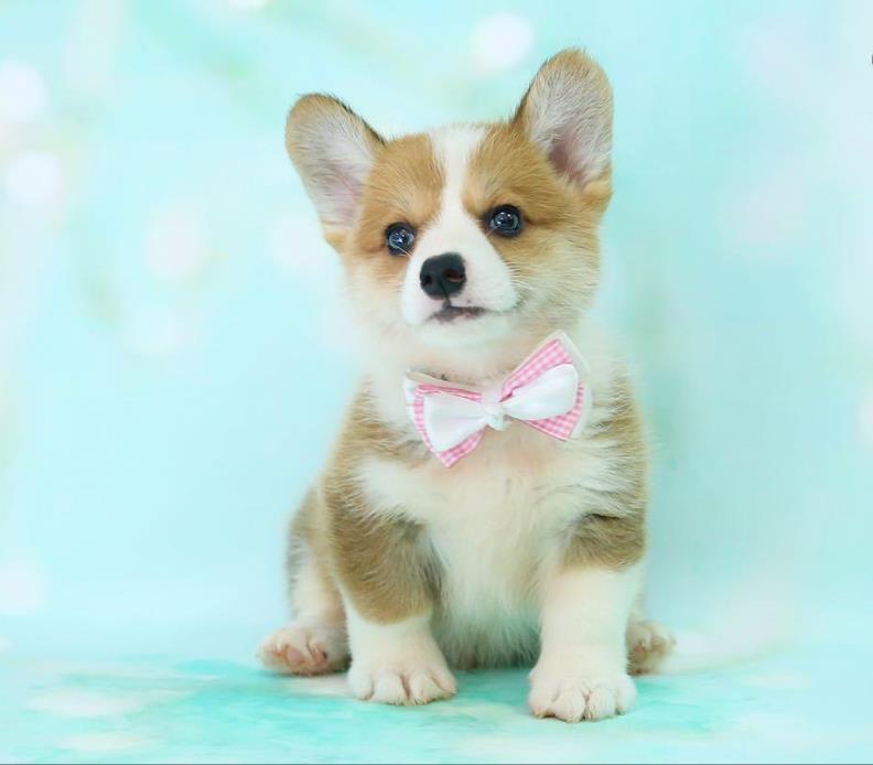 长沙狗场出售纯种柯基犬哪里有卖 狗市场在哪