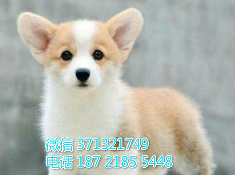 哈尔滨犬舍出售 柯基犬狗狗幼犬 哈尔滨哪里有