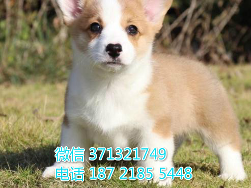 重庆犬舍出售柯基犬狗狗纯种 重庆大型繁殖基