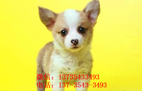 重庆宠物狗狗出售纯种柯基犬威尔士柯基犬小短