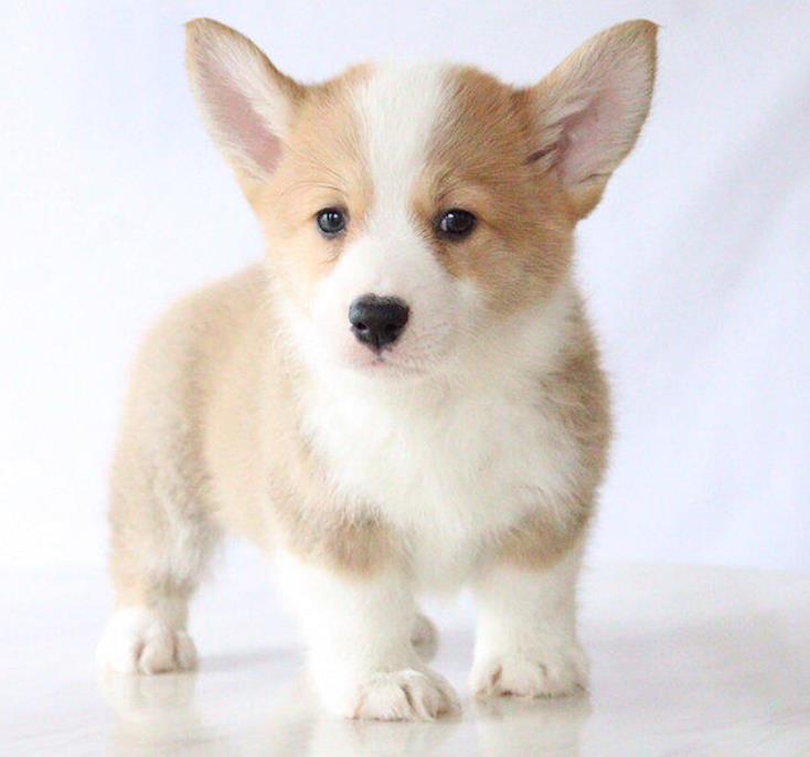 深圳狗场出售纯种柯基犬哪里有卖 狗市场在哪