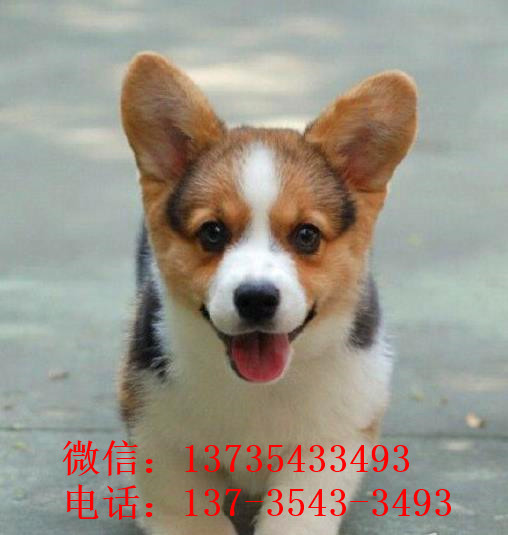 北京宠物狗狗出售纯种柯基犬威尔士柯基犬小短腿